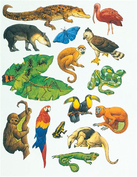 Free Printable Rainforest Animals